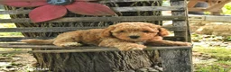 Havapoo dogs for sale: Toby - Ad 2