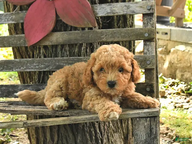 Havapoo dogs for sale: Toby - Ad 2