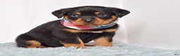 Rottweiler dogs for sale: Warrior - Ad 4