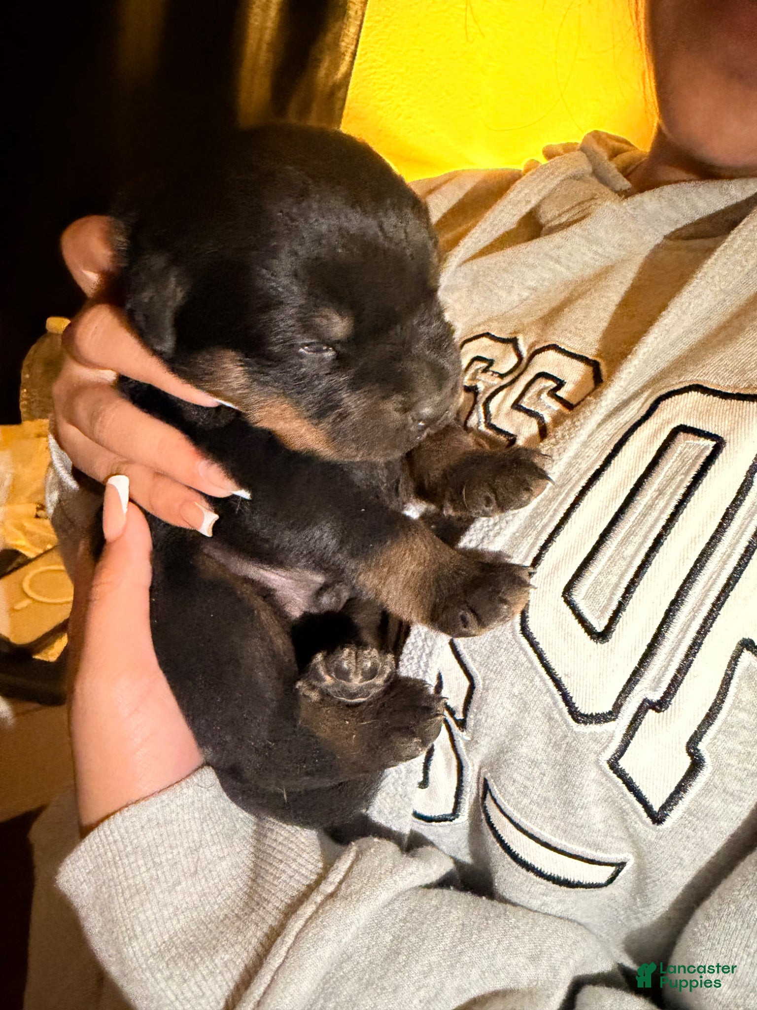 Rottweiler dogs Rottweiler Puppy 2 - Ad 2