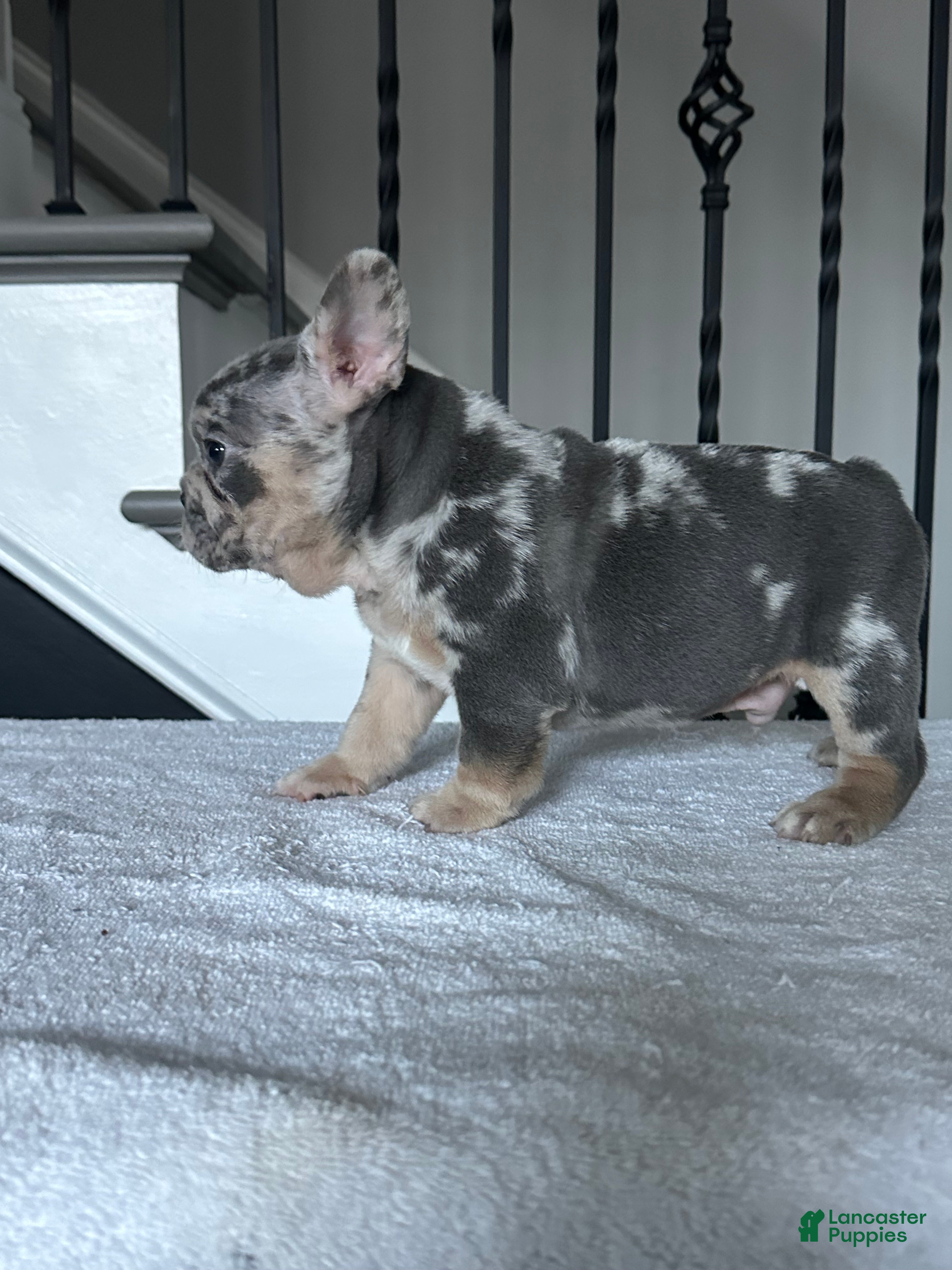 French Bulldog dogs French Bulldog Puppy 3 - Ad 2