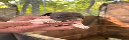 German Shorthaired Pointer dogs for sale: German Shorthaired Pointer 8 - Ad 3