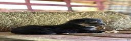 Australian Shepherd dogs for sale: Billy - Ad 3