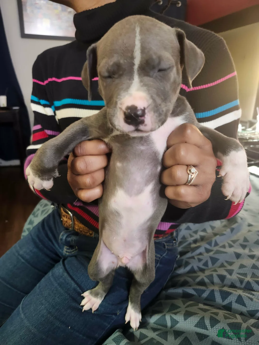 American Staffordshire Terrier dogs for sale: American Staffordshire Terrier Puppy 5 - Ad 1