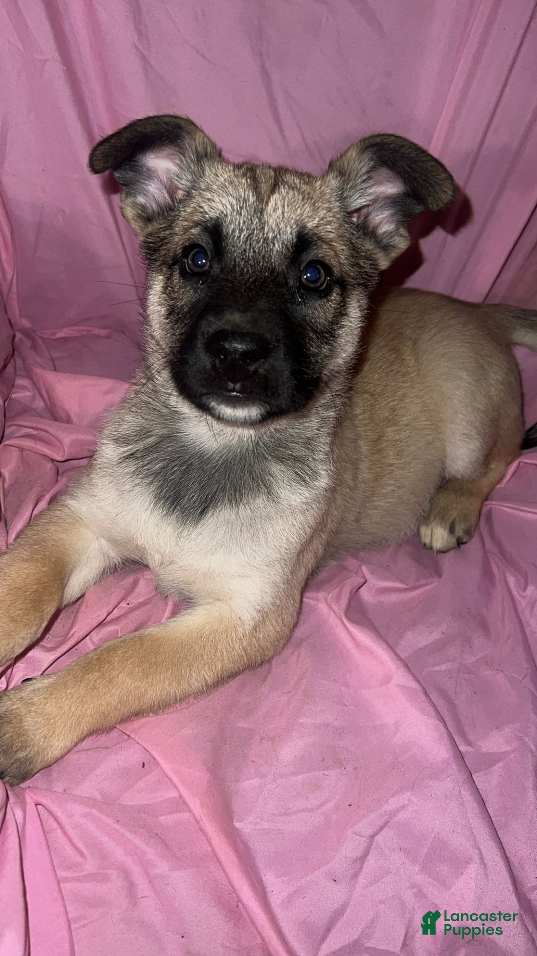 Mixed Breed dogs for sale: Boy 2 - Ad 1