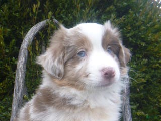 Miniature Australian Shepherd dogs Navada - Ad 38