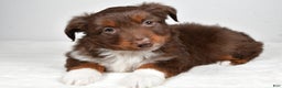 Miniature Australian Shepherd dogs for sale: Ronnie - Ad 5