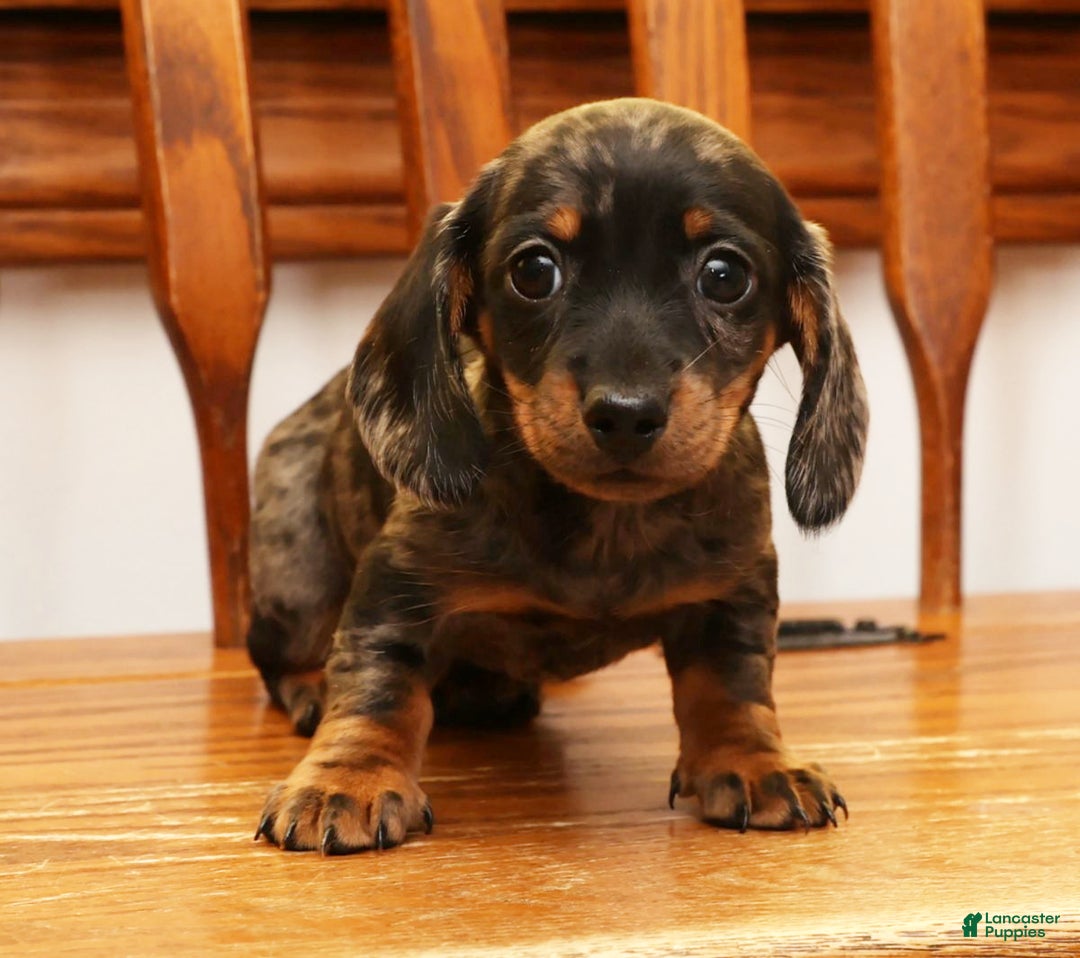 Miniature Dachshund dogs for sale: Debbie - Ad 8