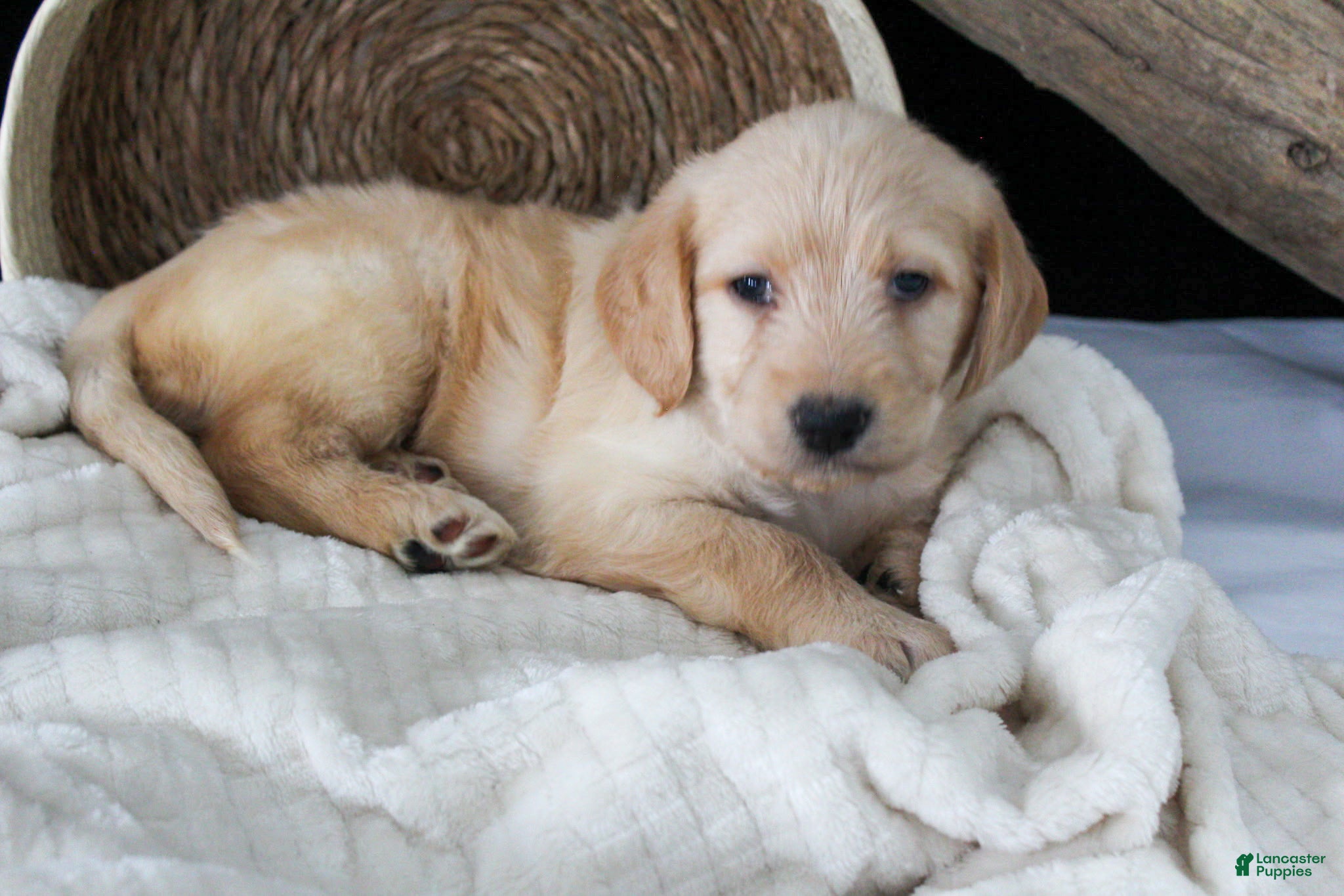 Labradoodle dogs Petunia - Ad 2