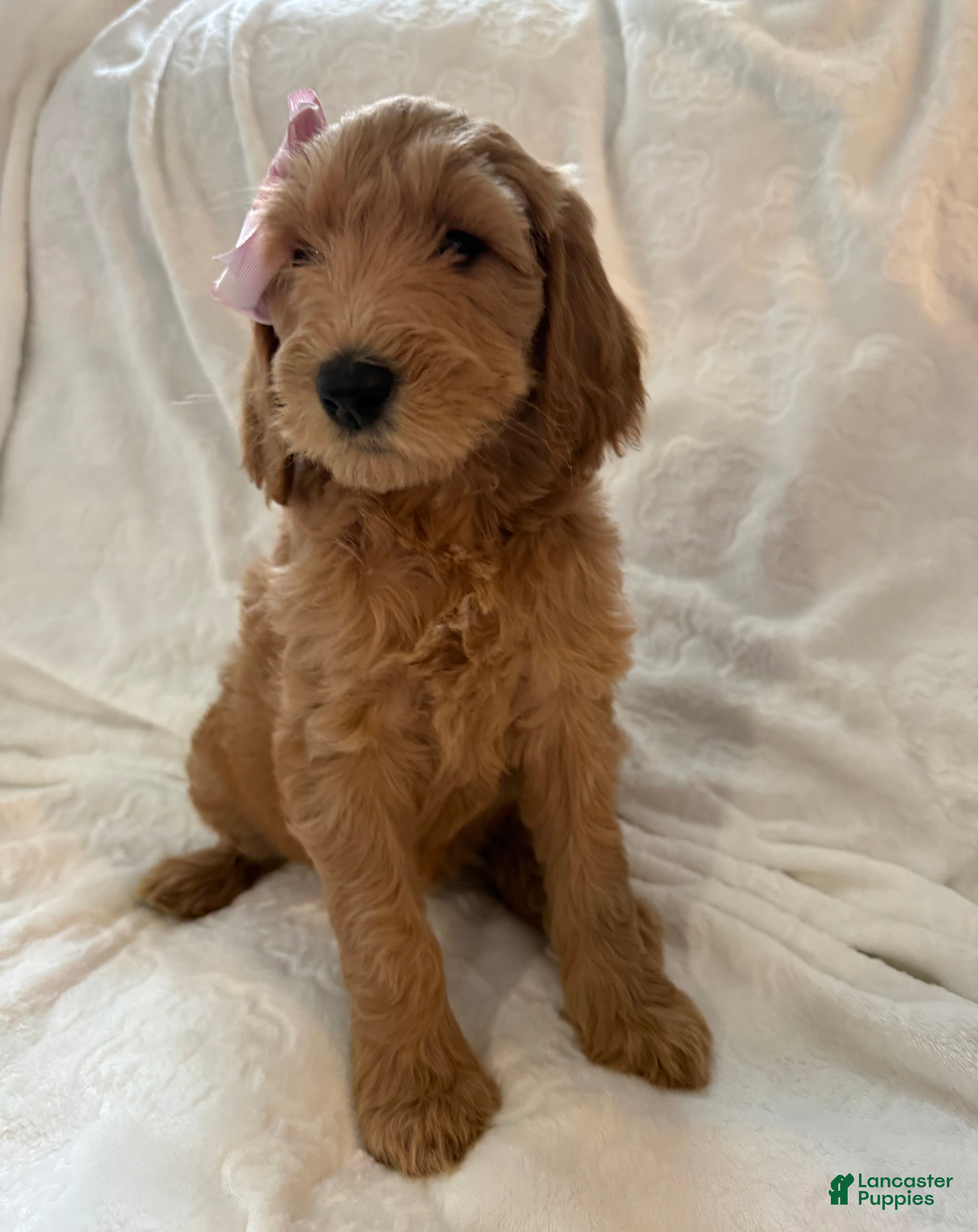 Goldendoodle dogs Starry - Ad 2