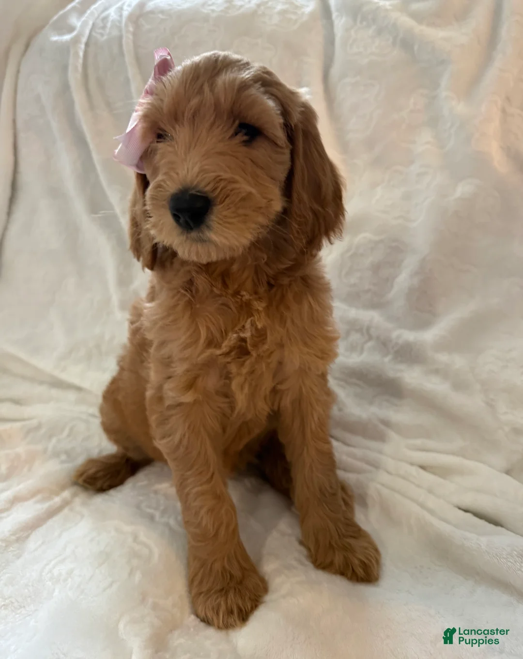 Goldendoodle dogs for sale: Starry - Ad 2