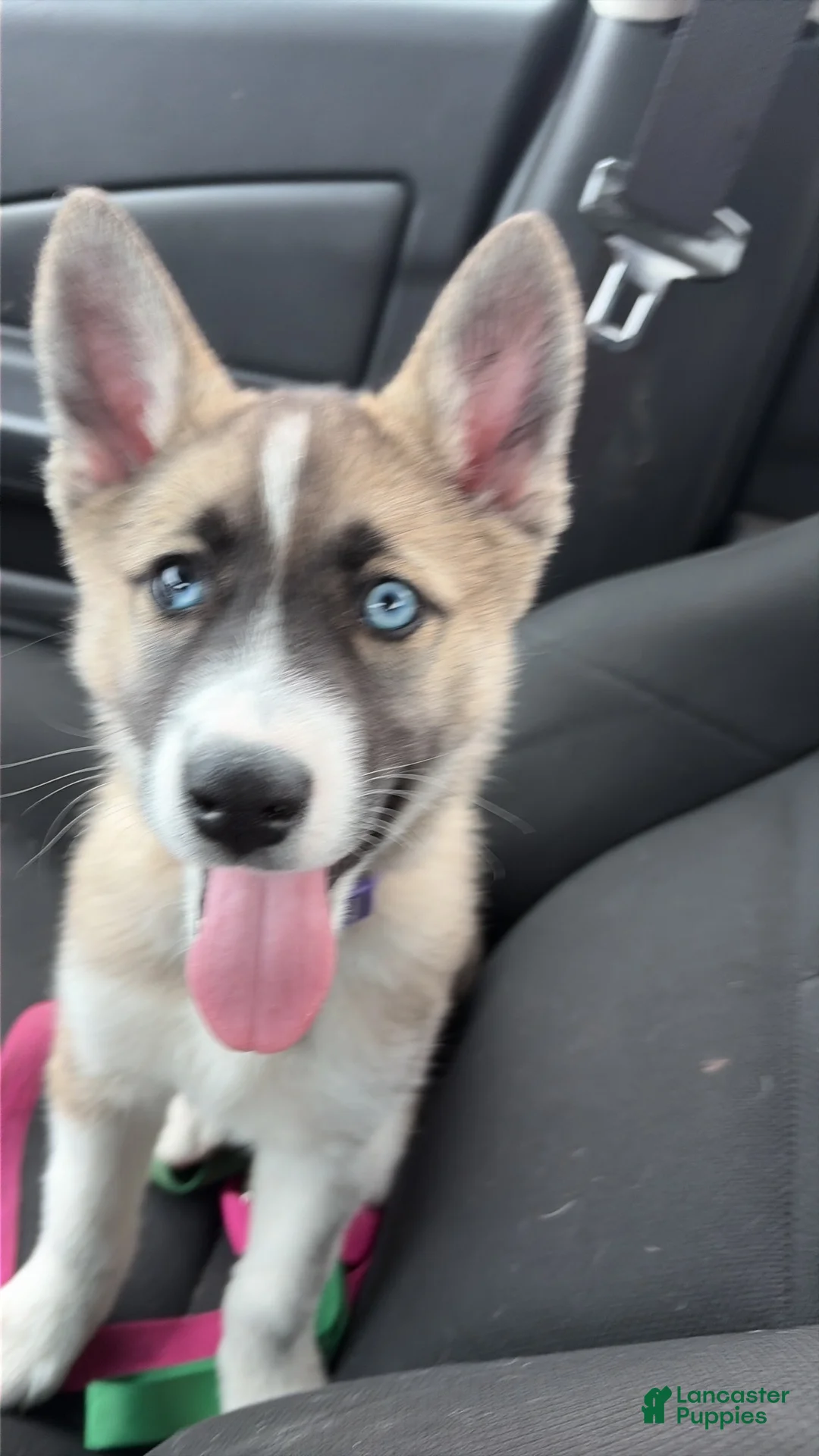 Alaskan Husky dogs for sale: Alaskan Husky Puppy 2 - Ad 1