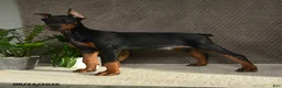 Doberman Pinscher dogs for sale: Deetz - Ad 2
