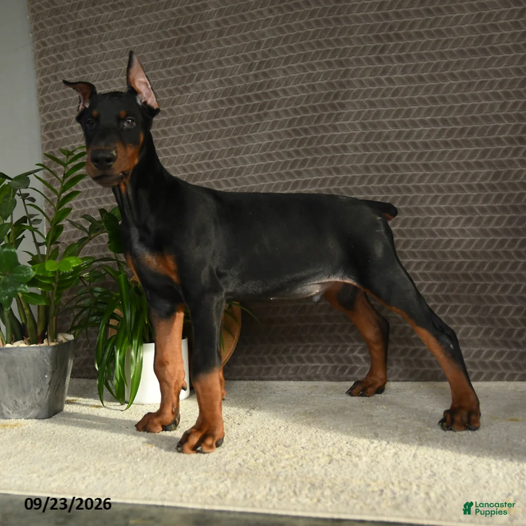 Doberman Pinscher dogs for sale: Deetz - Ad 2