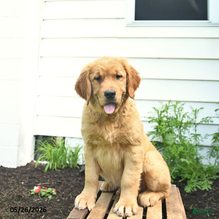 Golden Retriever dogs Clifford  - Ad 1