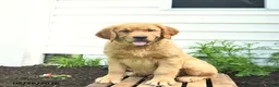 Golden Retriever dogs for sale: Clifford  - Ad 1