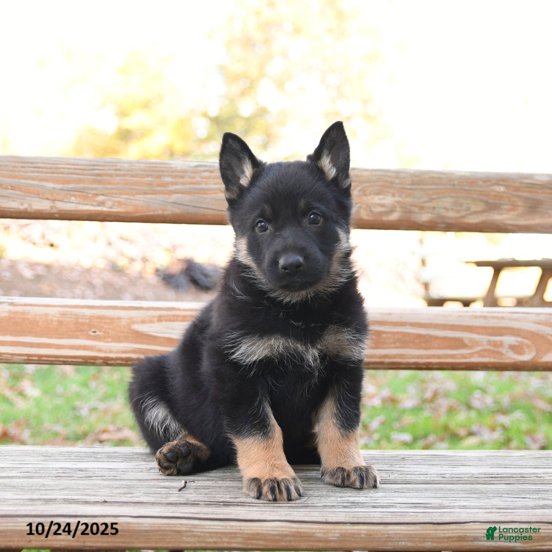 German Shepherd dogs for sale: Wiley - Ad 1