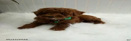 Miniature Poodle dogs for sale: Sammy - Ad 4