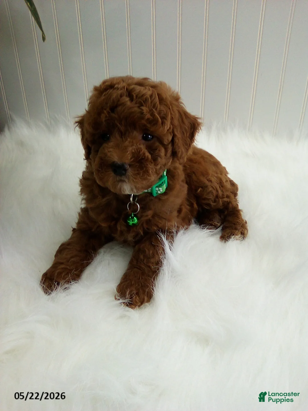 Miniature Poodle dogs for sale: Sammy - Ad 4