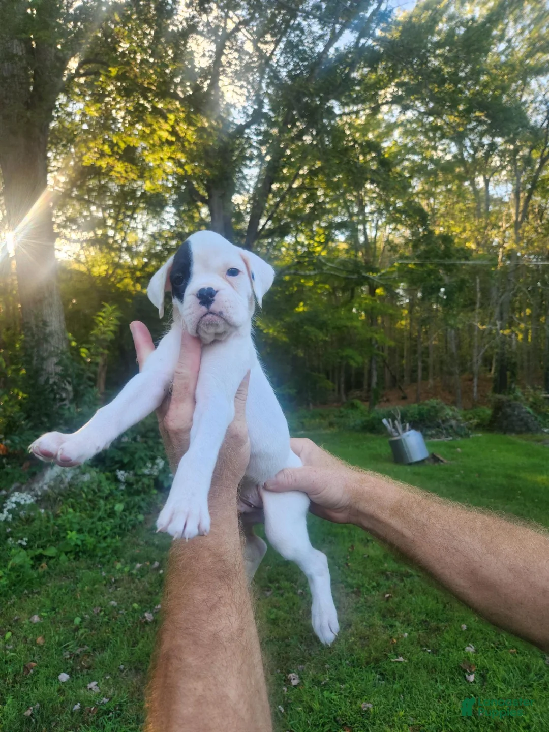 Boxer dogs for sale: Boxer 6 - Ad 1