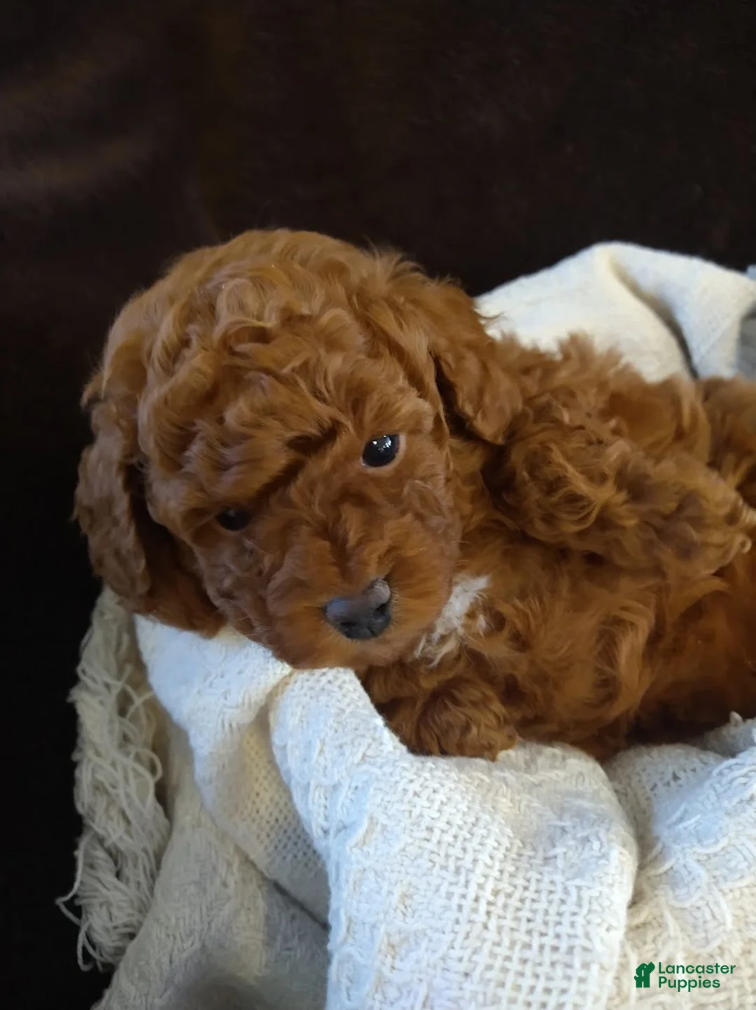 Toy Poodle dogs for sale: Archie - Ad 5