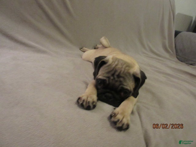 Pug dogs for sale: Clyde - Ad 6