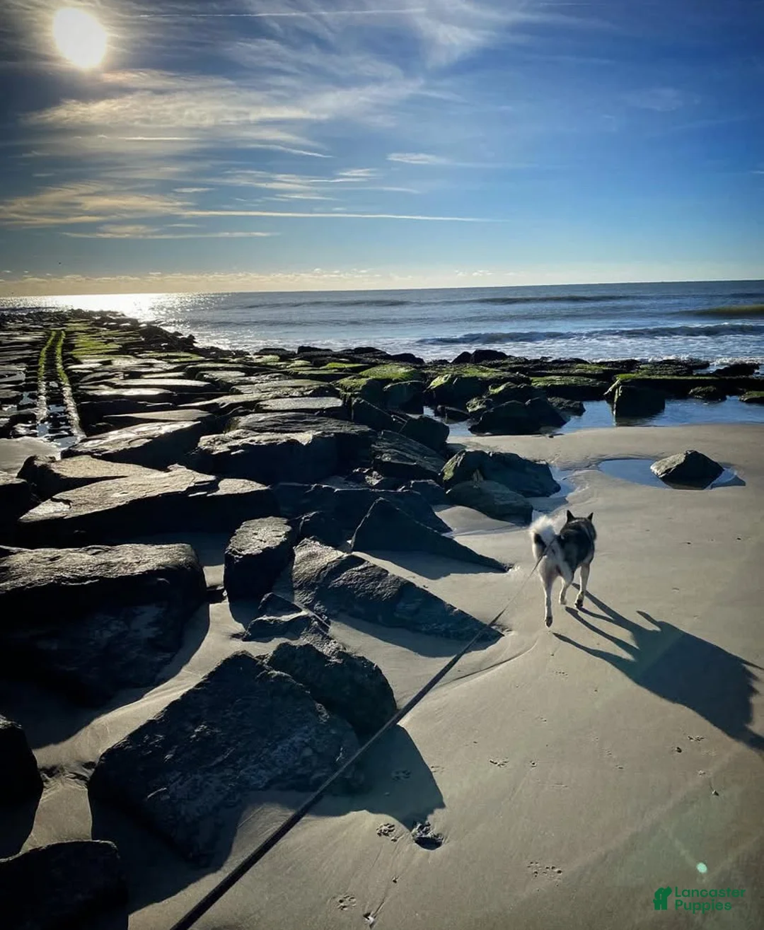 Pomsky dogs for sale: Bree  - Ad 9