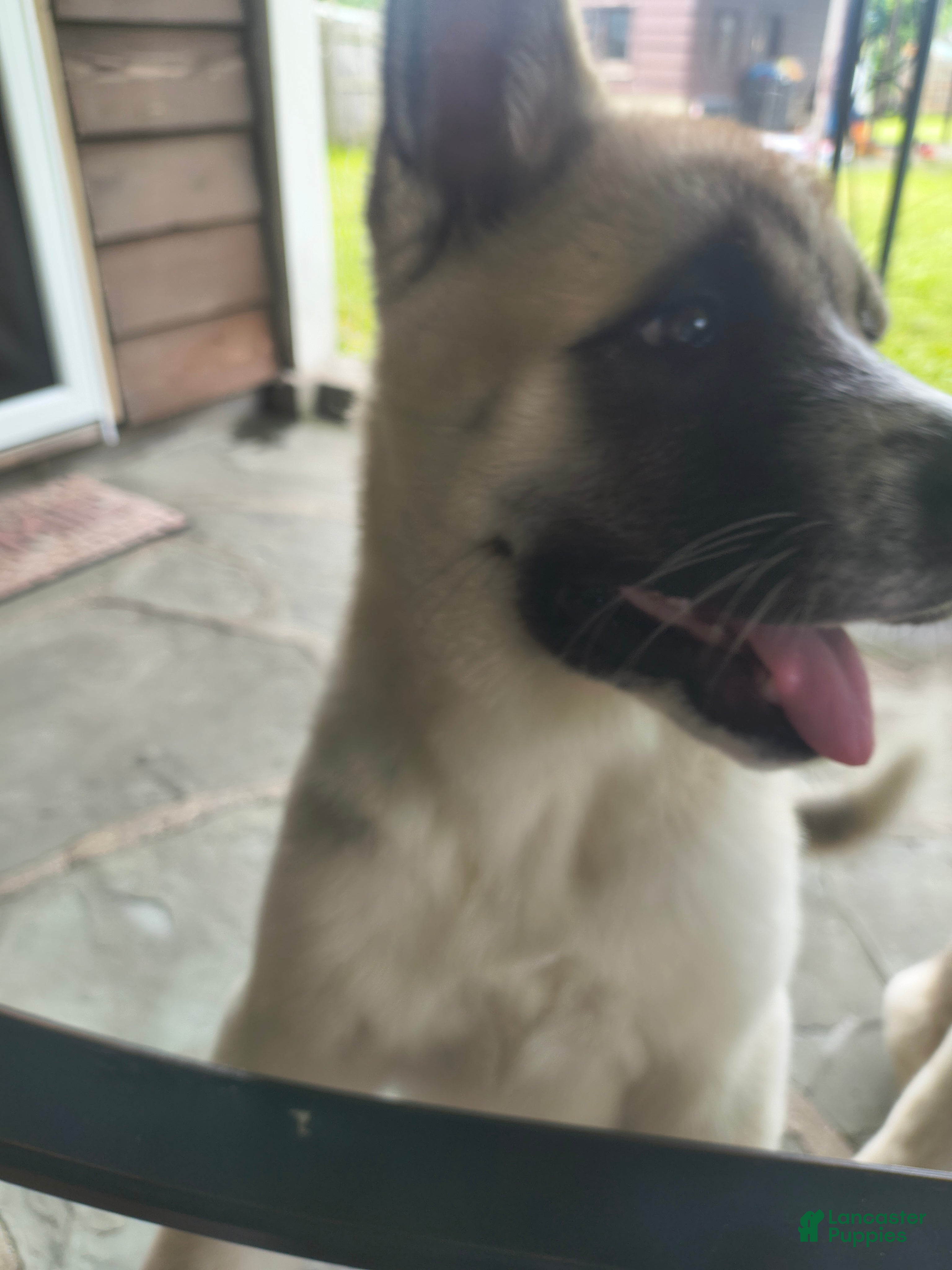 Akita dogs for sale: Akita 4 - Ad 1