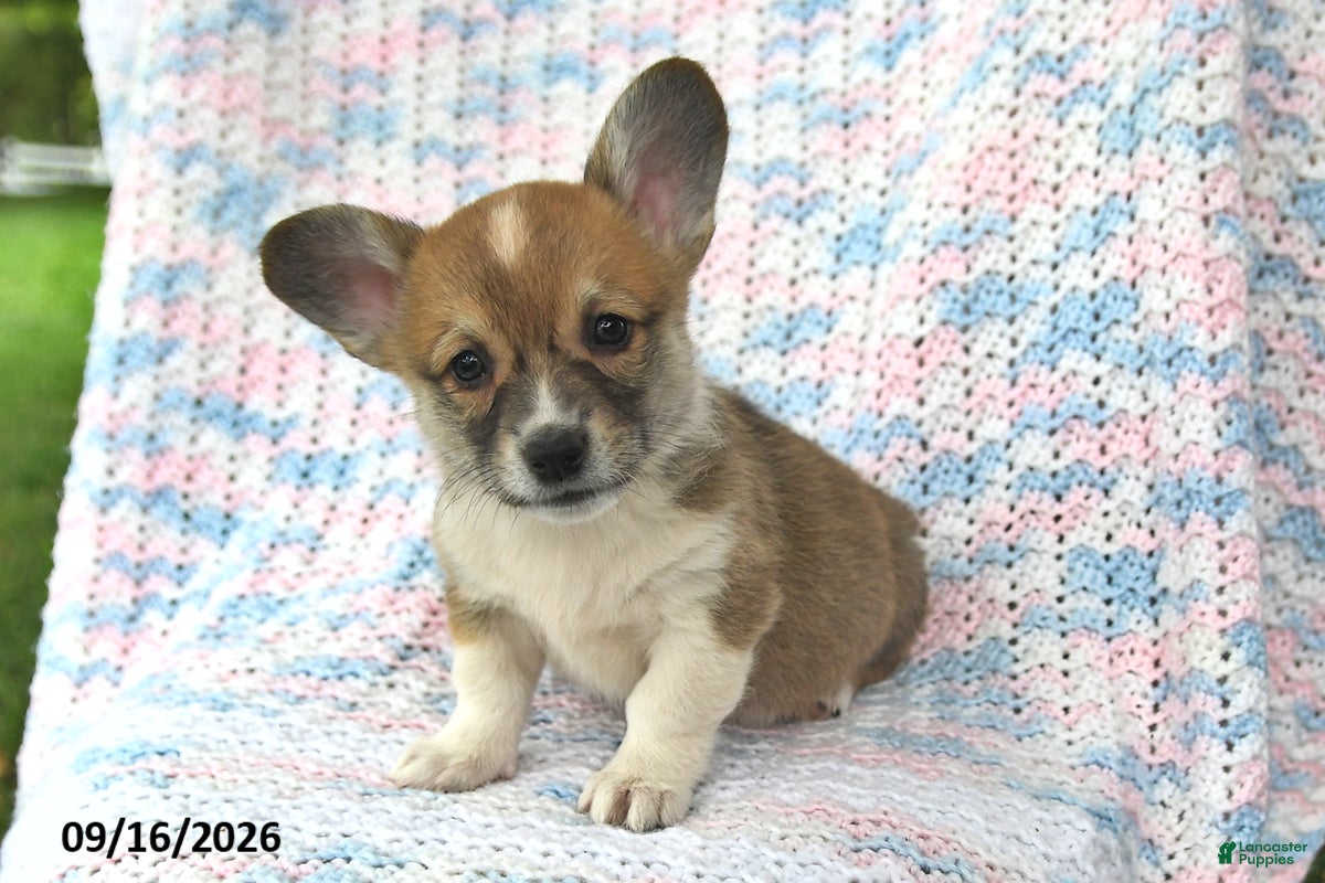 Welsh Corgi Pembroke dogs Alfie - Ad 1