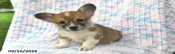Welsh Corgi Pembroke dogs for sale: Alfie - Ad 1