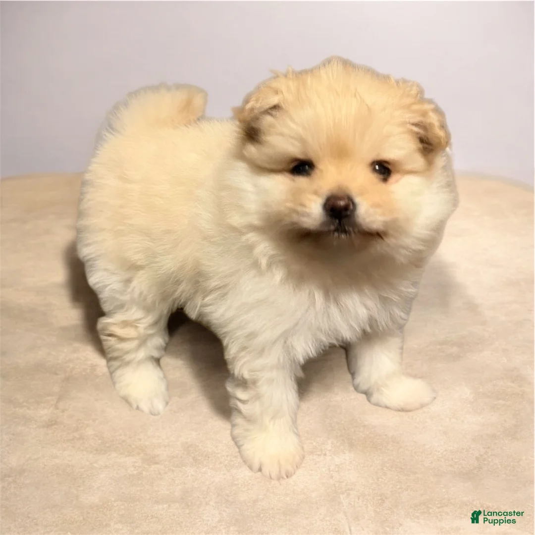 Pomeranian dogs for sale: Waffle - Ad 2