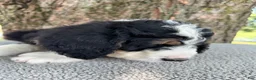 Bernedoodle dogs for sale: George  - Ad 14