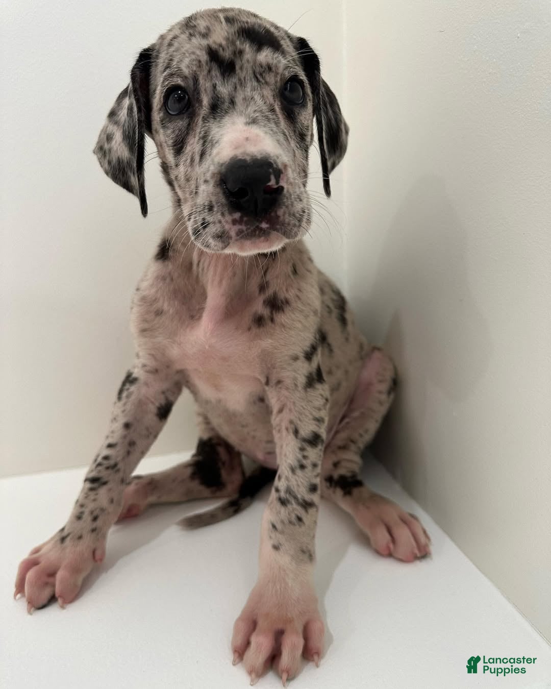 Great Dane dogs Nova (Female) - Ad 8