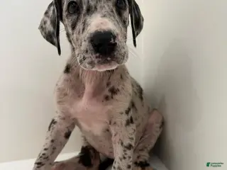 Great Dane dogs Nova (Female) - Ad 16