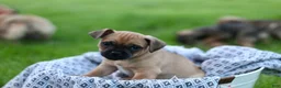 Jug dogs for sale: Maverick  - Ad 2