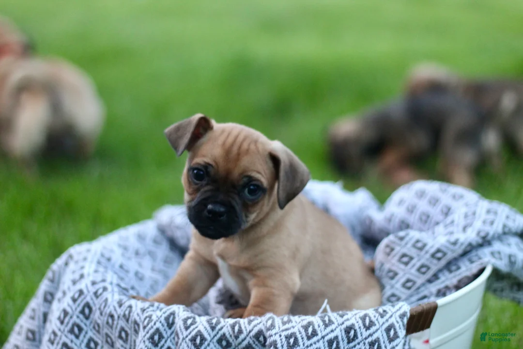 Jug dogs for sale: Maverick  - Ad 2