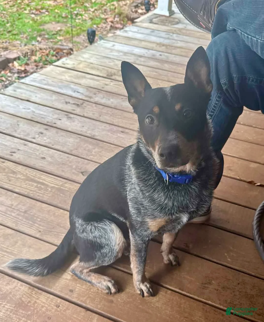 Australian Cattle Dog dogs for sale: Larry - Ad 12