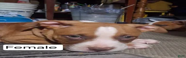 American Bully 7
