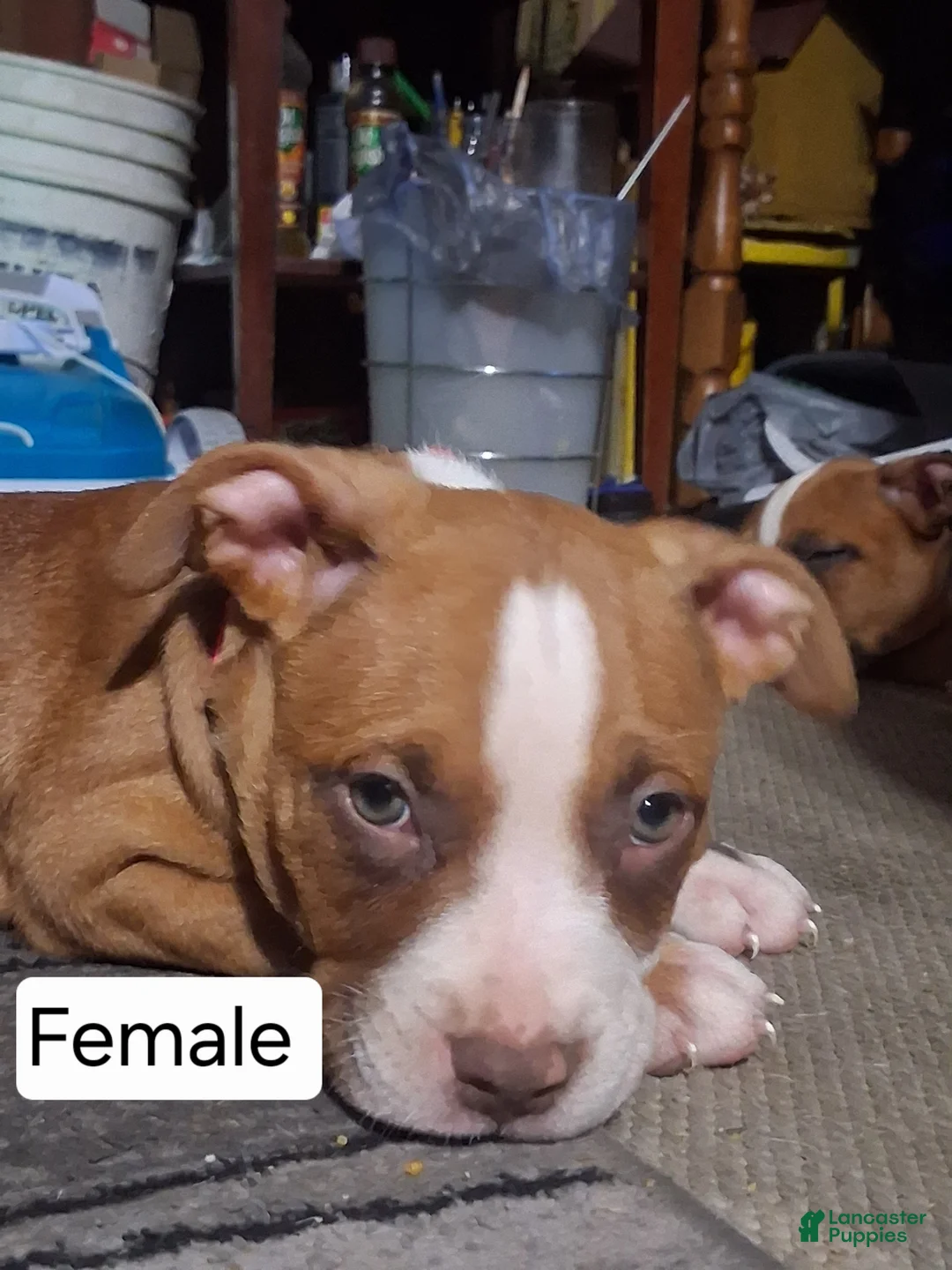 American Bully dogs for sale: American Bully 7 - Ad 1