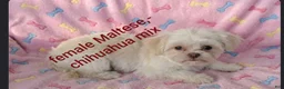 Mixed Breed dogs for sale: Mixed Breed 1 - Ad 3