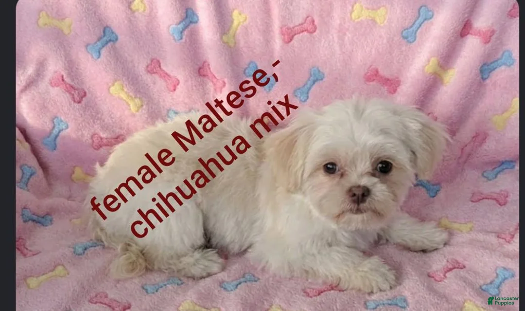 Mixed Breed dogs for sale: Mixed Breed 1 - Ad 3