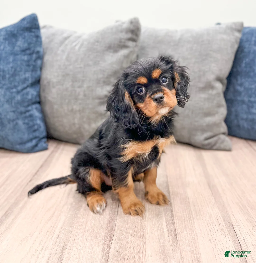 Cavalier King Charles Spaniel dogs for sale: Daisy - Ad 4