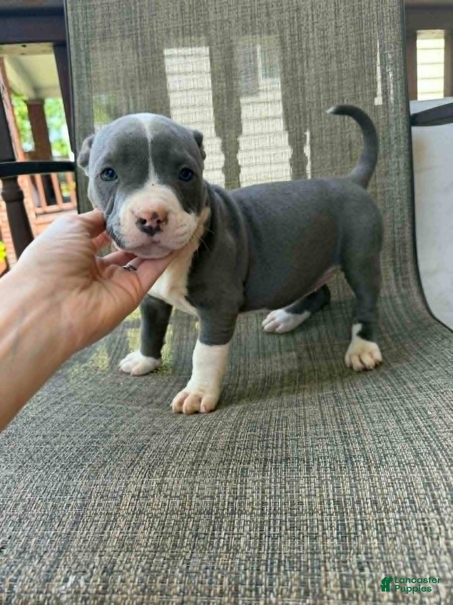 American Bully dogs Layla - Ad 2