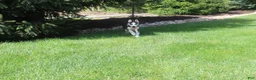 Siberian Husky dogs for sale: Misha - Ad 2