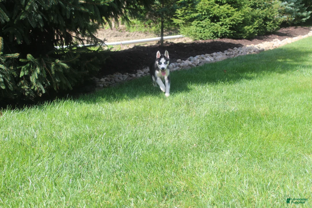 Siberian Husky dogs for sale: Misha - Ad 2