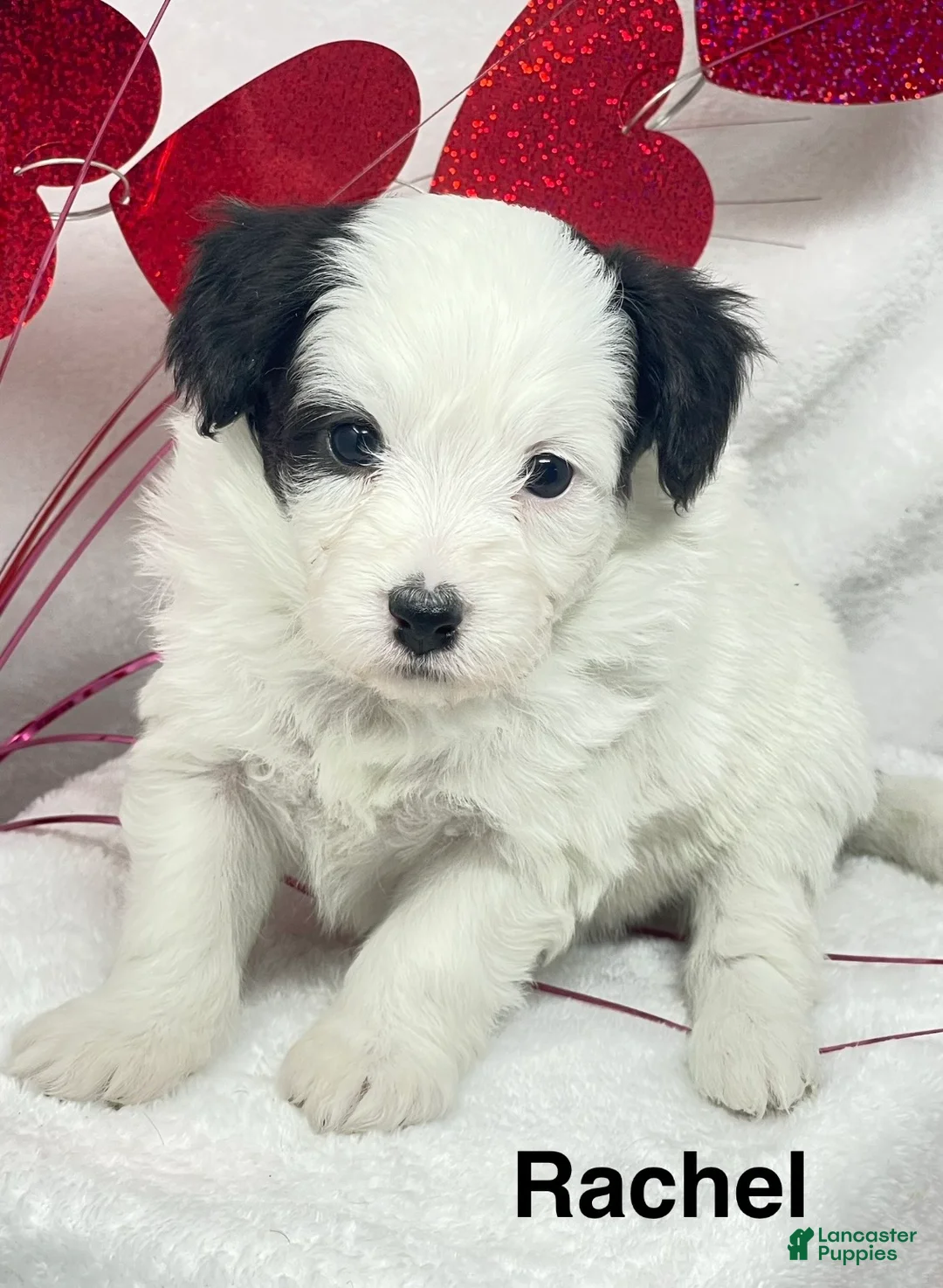 Mixed Breed dogs for sale: Mixed Breed Puppy 2 - Ad 3