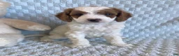 Cavapoo dogs for sale: Custard - Ad 1