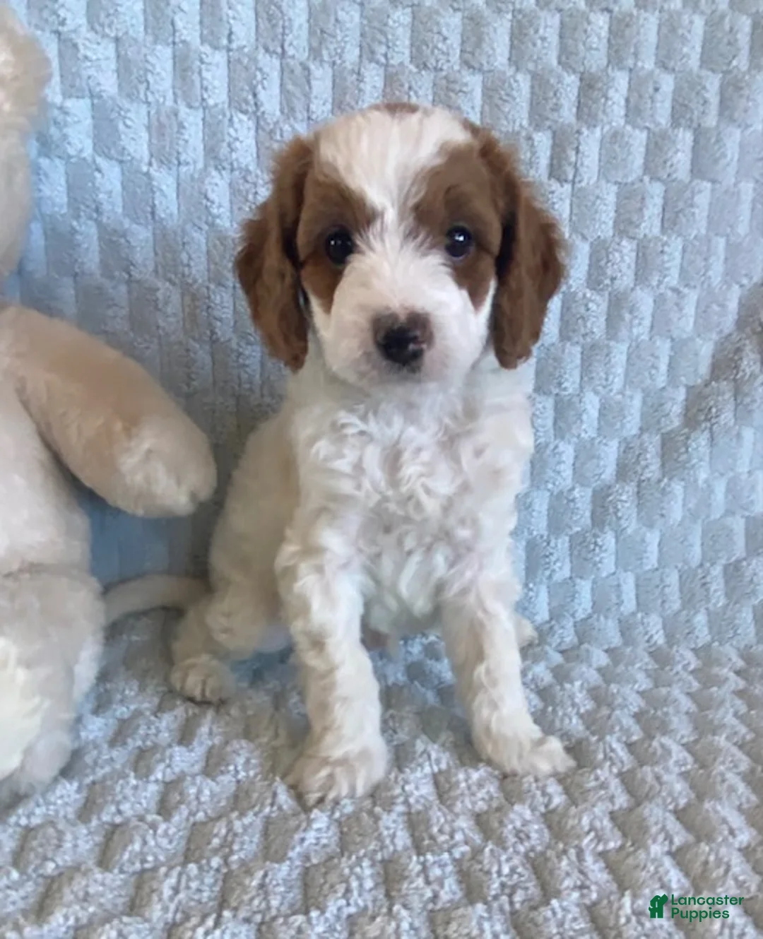 Cavapoo dogs for sale: Custard - Ad 1