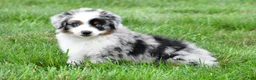 Miniature Australian Shepherd dogs for sale: Wendy - Ad 14