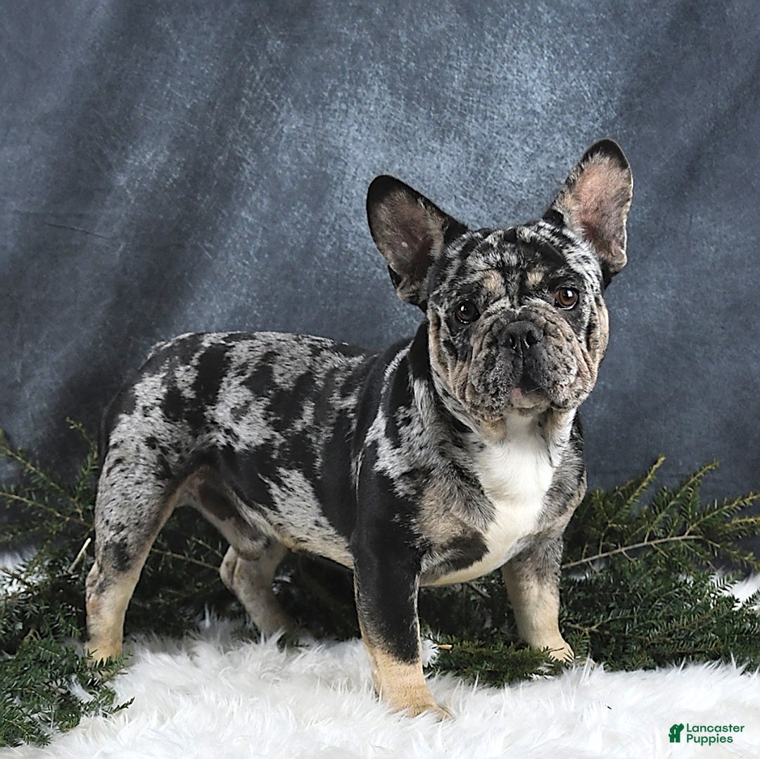 French Bulldog dogs for sale: Rosie - Ad 12